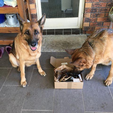Chew Packa for Big Chompers - Image 3