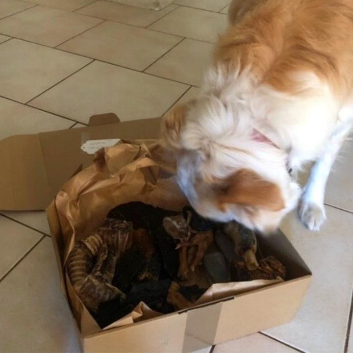 Chew Packa for Big Chompers - Image 4