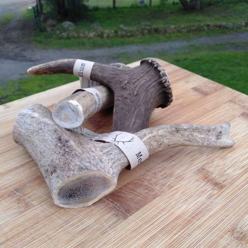 Medium Antlers