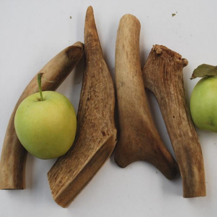 Apple Cider Antlers - Image 2