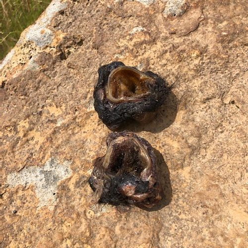 Beef Ear Holes
