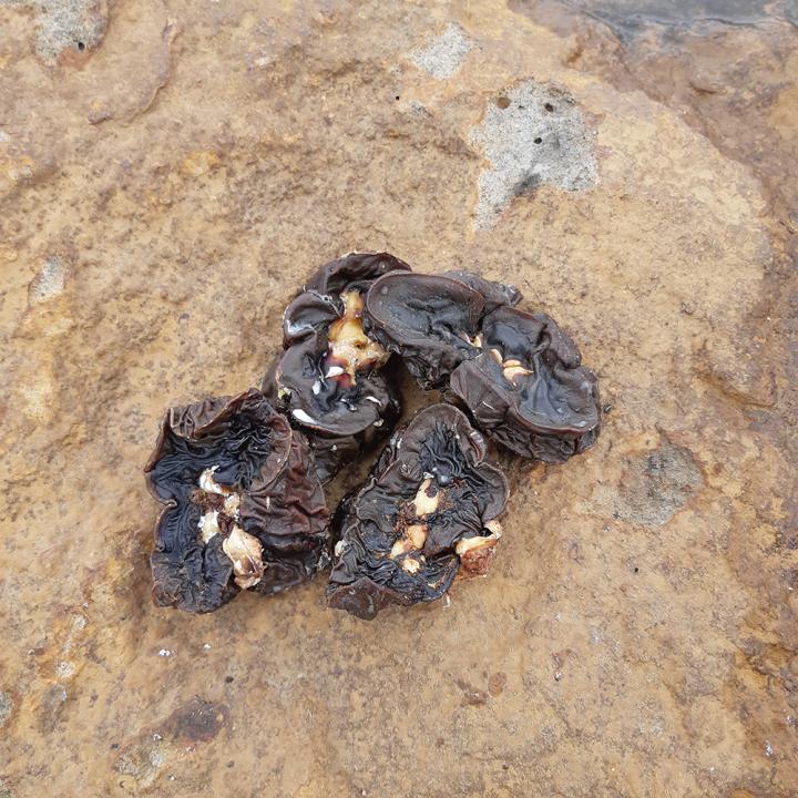 Kidney Bites (150g)