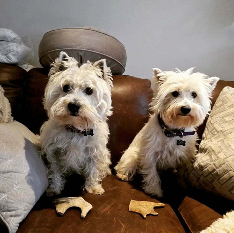 Gully Roadsters with their Deer Antler Dog Treats
