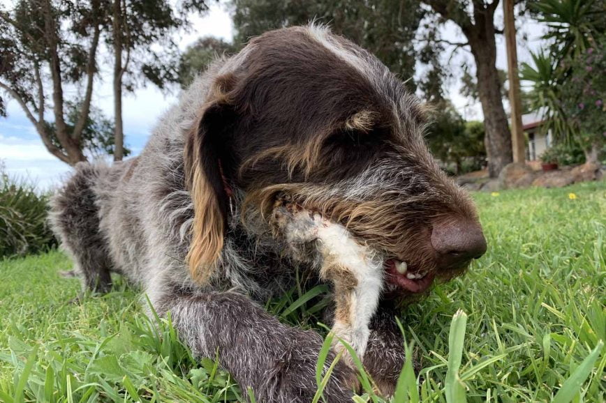 Hairy scary furry bits – animal fur dog treats and digestive health