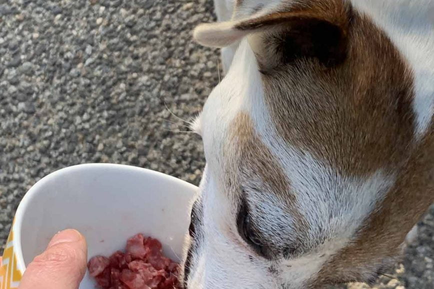 Grass Fed & Good Fats For Dogs
